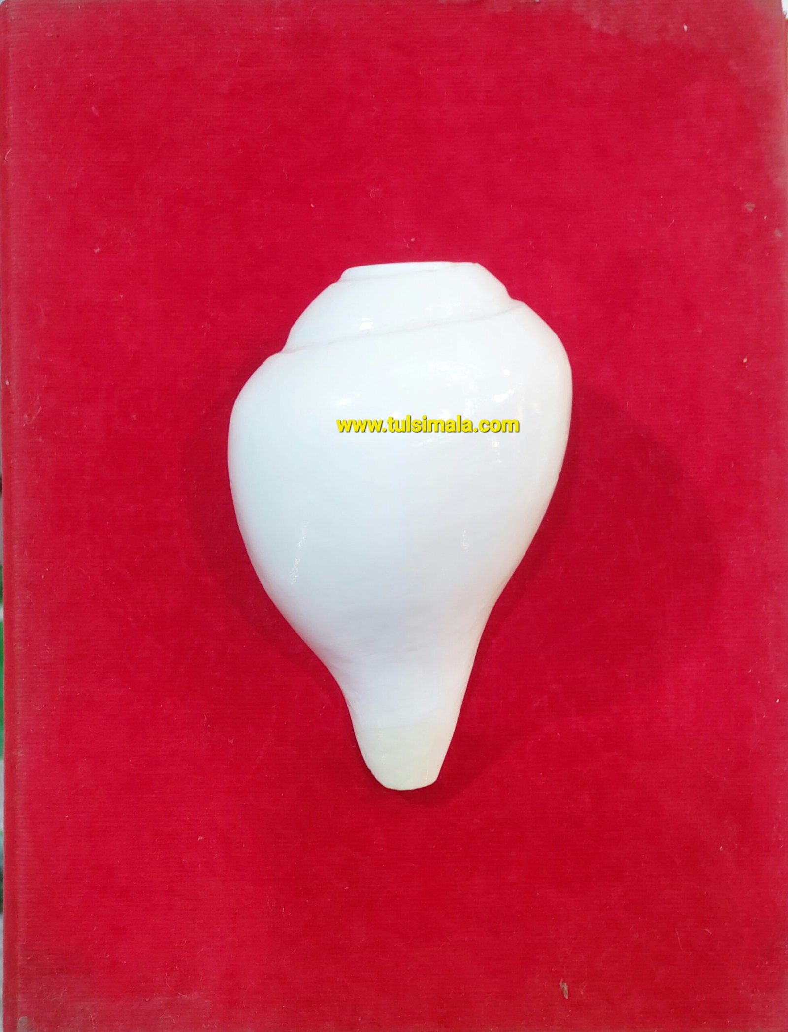 NATURAL BLOWING SHANKH FOR PUJA… 4 Inch Size - Image 2